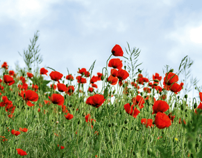 Growing Poppies, Honoring Heroes