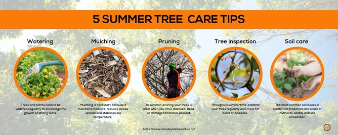 Infographic of 5 summer tree care tips