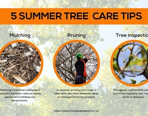 5 Summer Tree Care Tips