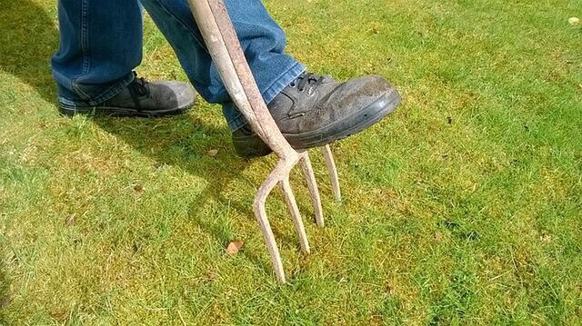 Person piercing the grass with a garden fork.