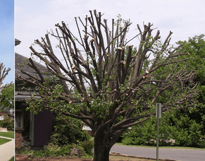 Why Tree Topping Is Bad
