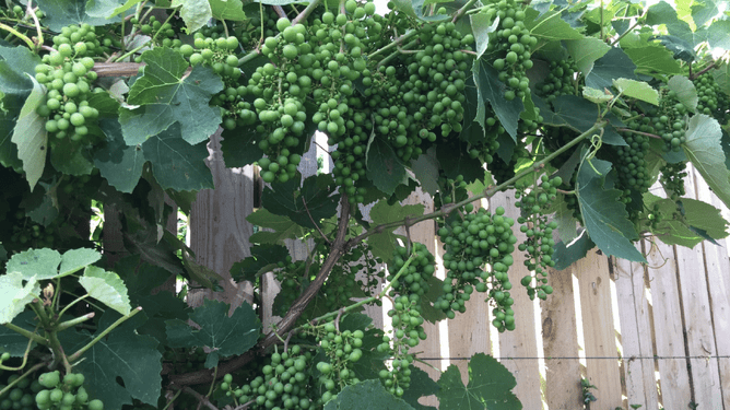 Photo of a grapevine.