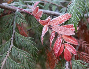How To Protect Your Trees From Frost