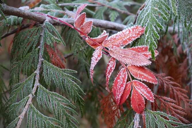Frosted tree leaves.