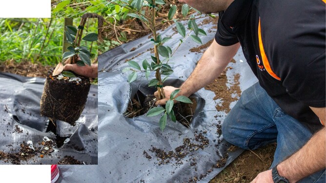 Arborist placing the tree in the ground.
