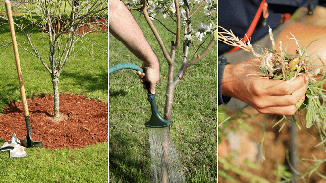 Photos of mulching, watering a tree and weeding.