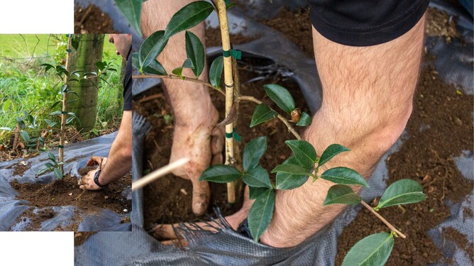 Adding soil around the base of the tree.