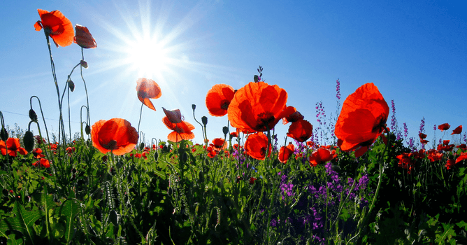 Growing Poppies, Honoring Heroes | Marc Doyle Treework