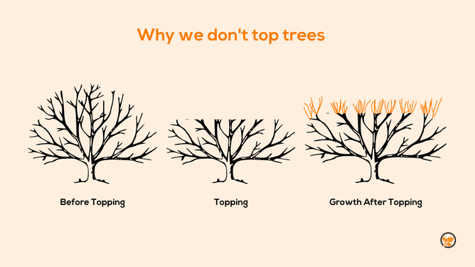 why-tree-topping-is-bad-marc-doyle-treework