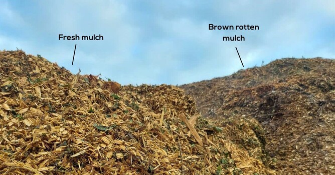 Photo of fresh mulch and brown rotten mulch.