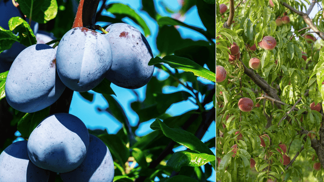 Photo of plum and peach trees.