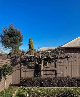 Fruit Tree Espalier