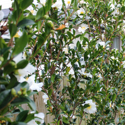 hedge of camellia trees