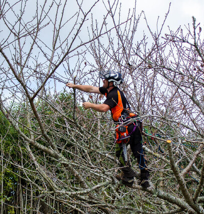 arborist pruning a tree