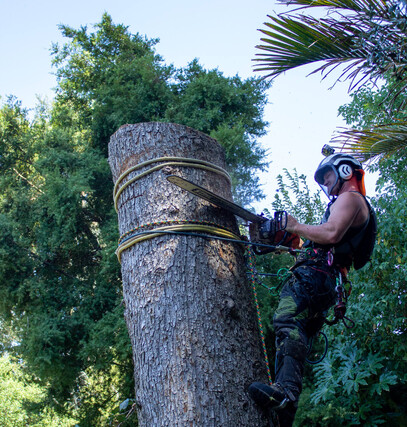 Tree Services Christchurch