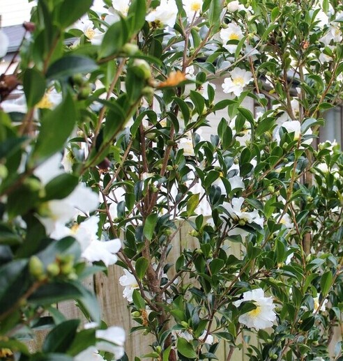 Arborist cutting a tree with a chainsaw.