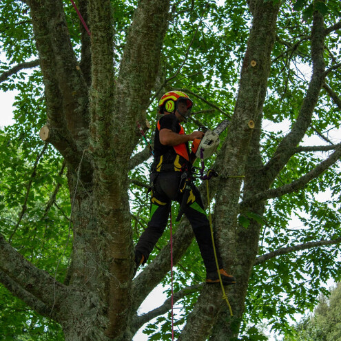 Arborist performing tree work up in the tree with a chainsaw.