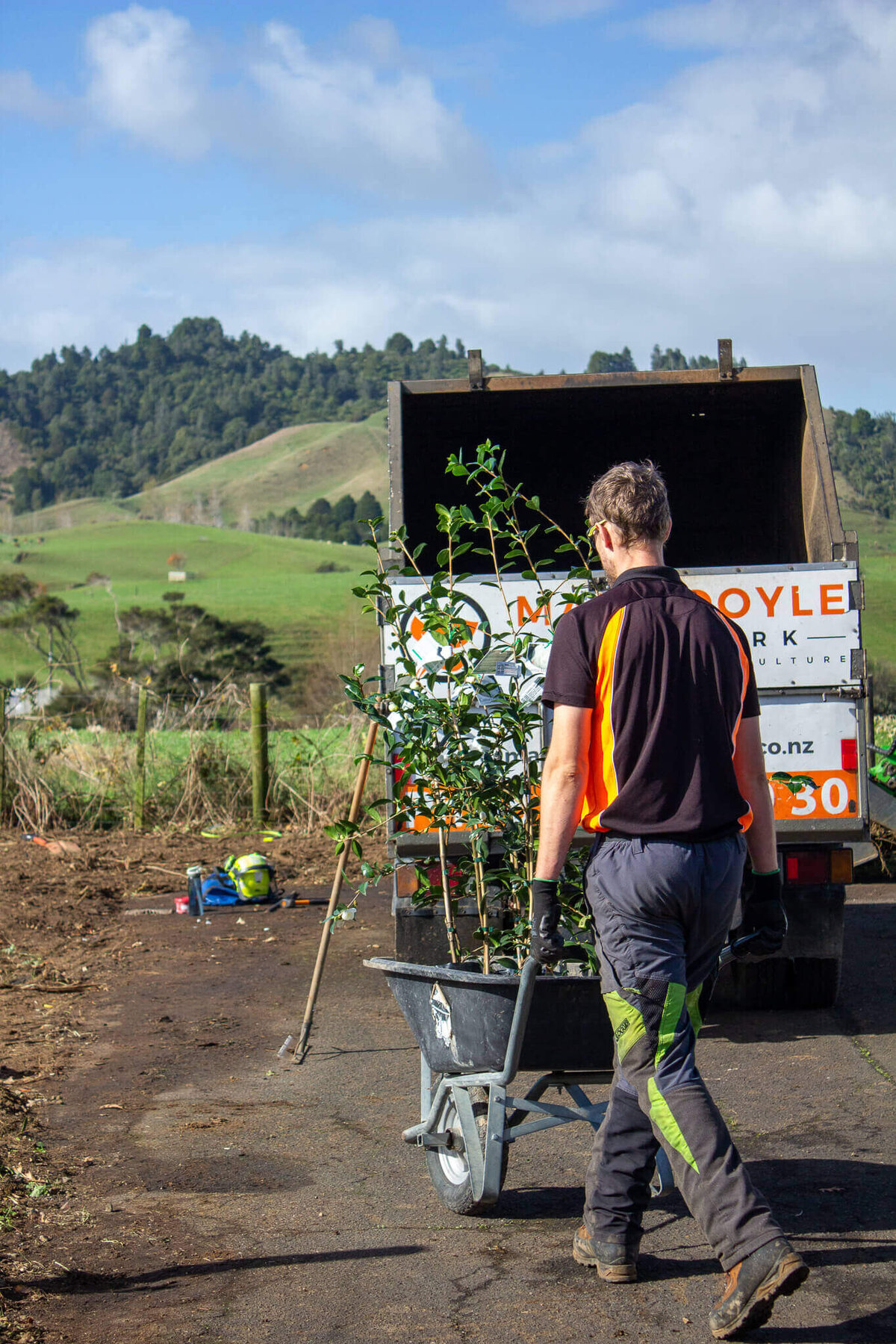 Tree Removal Hamilton Marc Doyle Treework