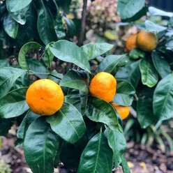mandarin tree