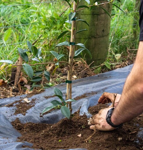 arborist pruning a tree