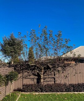 Fruit tree espalier