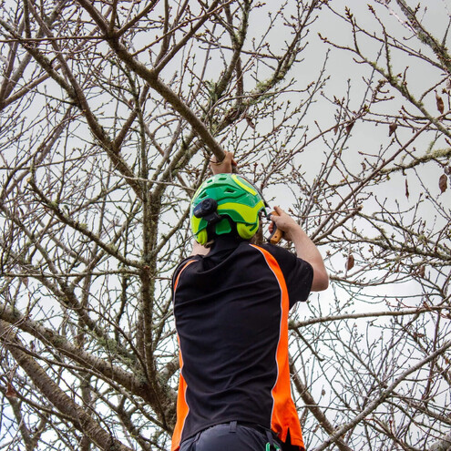 Arborist removing any deadwood from a tree.