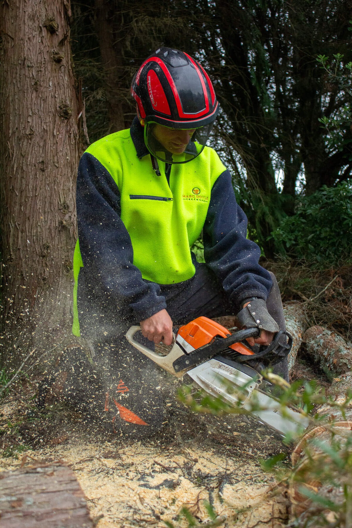 Tree Removal Hamilton Marc Doyle Treework