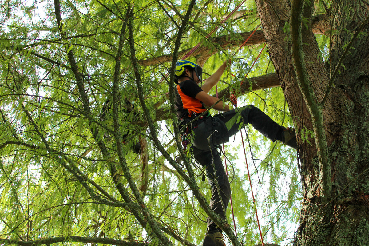 Arborist Jobs Hamilton, New Zealand Marc Doyle Treework