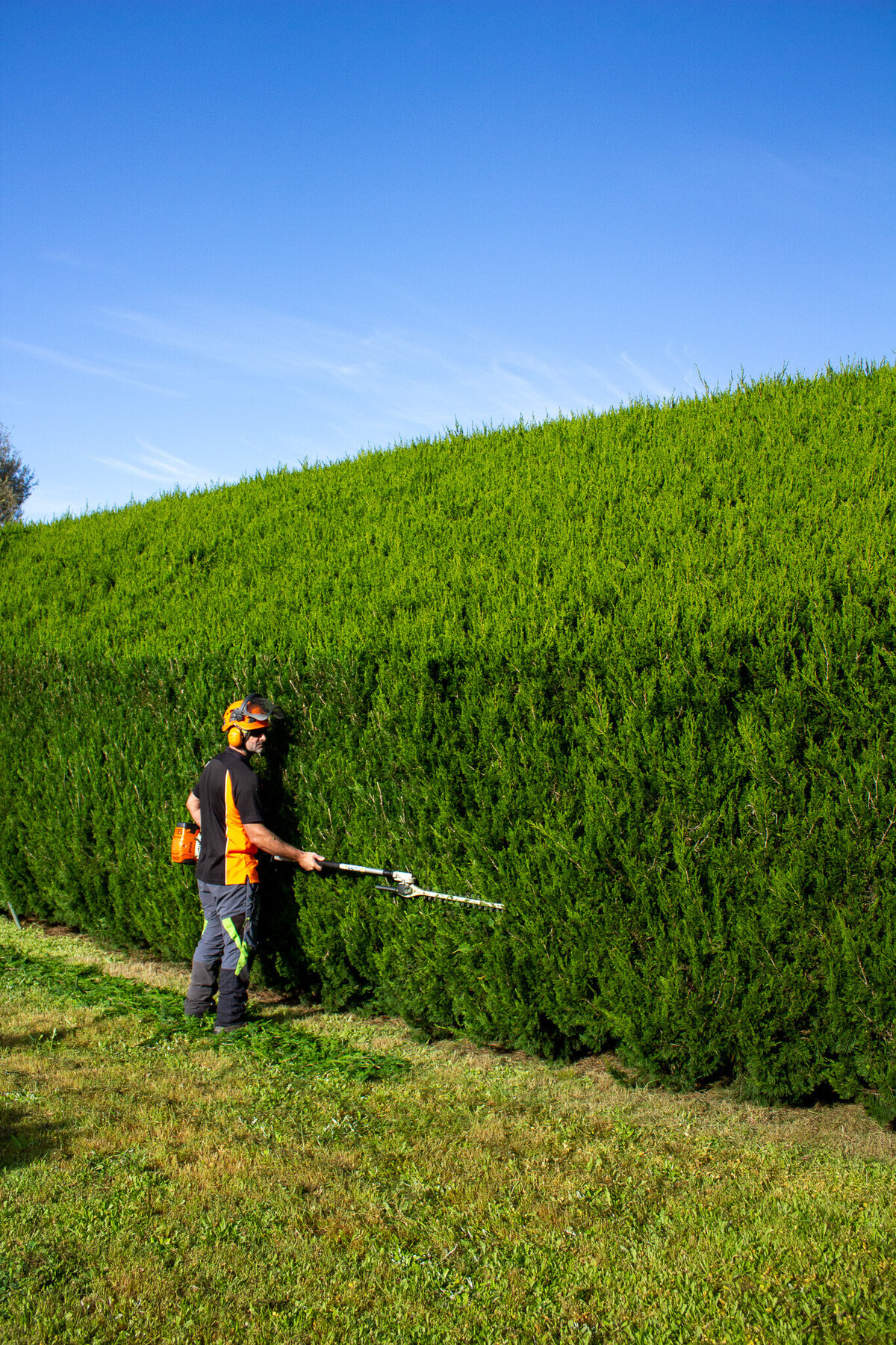 Hedge Trimming Hamilton Marc Doyle Treework