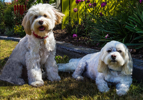 Julie's Babies - Cody and Rocky
