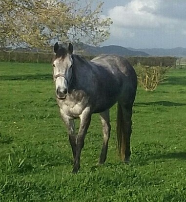 Picture 1: Miss Phoenix