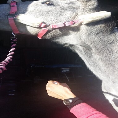 Picture 2: During Session # 4.  Caught on camera doing a typical, giant head flick