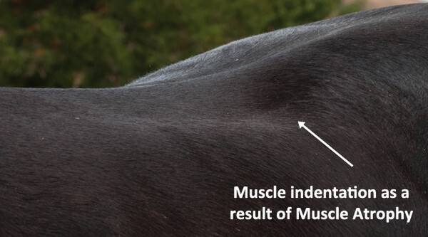 Animal-MRT | Frustrations of Saddle Fit