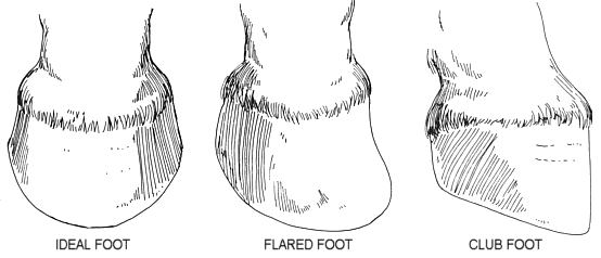 Animal Mrt Effect Of Hoof Distortion On Muscoskeletal Issues