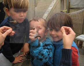 Te Taiao and a love of insects