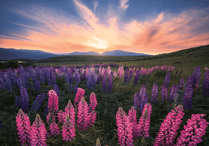 Ravensburger 500 Piece Jigsaw Puzzle Lupines