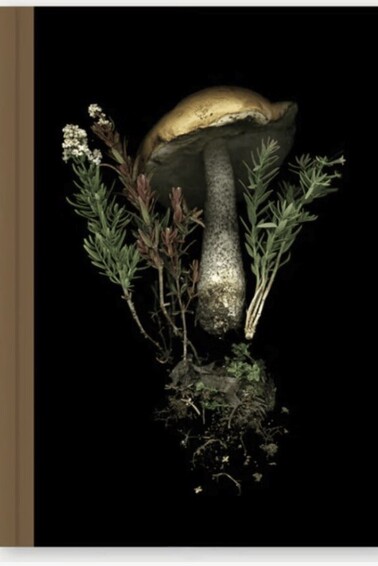Chronicle Books Deep Dark Forest Mushroom Journal $16.00