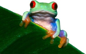 WWTP Emergency Scenario 2018