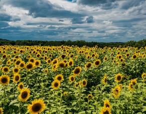 Spring Soils: Impacts and Oppportunities