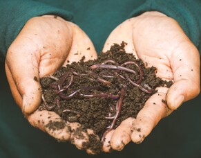 Vermiculture: A Sustainable Solution for Organic Waste Management in New Zealand.