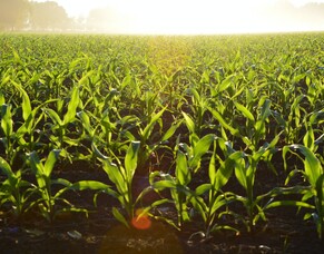 The Power of Vermicast: Boosting Root Mass for Healthier Plants