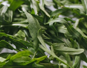 From Landfill to Land: How Little Buddies Returns Nutrients to the Soil