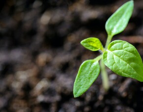 Composting in Temperate Climates: The 3 Most Effective Methods