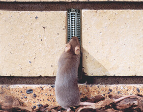 Three Ways To Keep Your Home Rodent Free