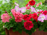 For all the latest gardening advice for January, visit Amber Garden Centre