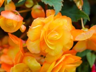 For all the latest gardening advice for October, visit Amber Garden Centre