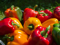 For all the latest gardening advice for August, visit Amber Garden Centre