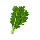 Contact Amber Garden Centre for your kale plants