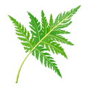 Contact Amber Garden Centre for your chervil plants