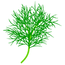 Contact Amber Garden Centre for your dill plants